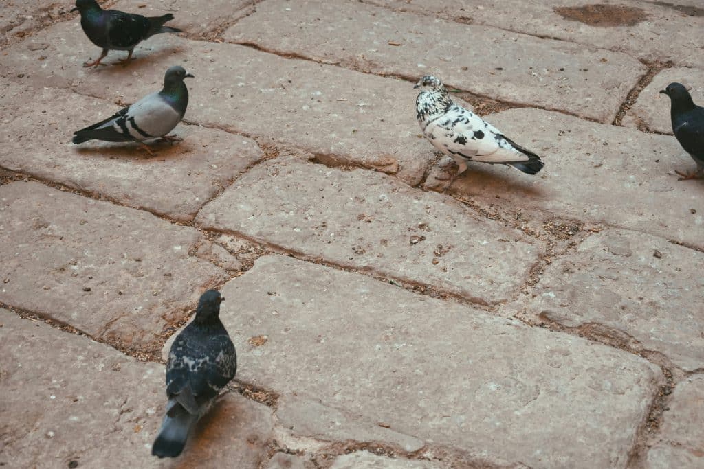 Several pigeons standing on a stone-paved ground, including one white and black speckled pigeon among darker pigeons.